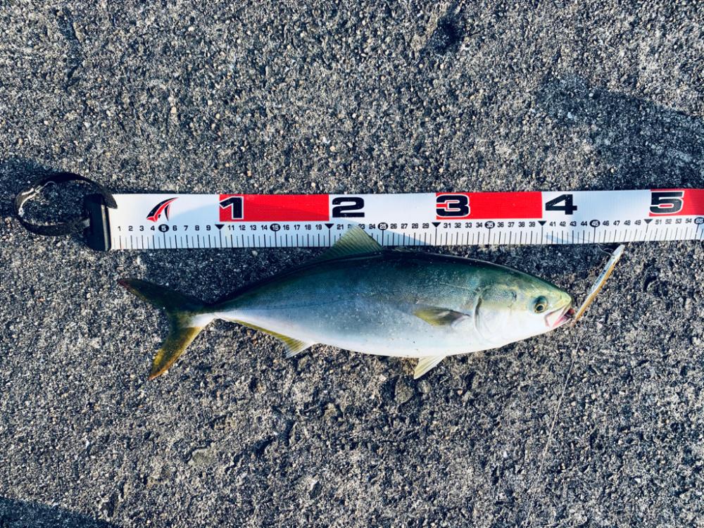 サバ祭りでした。