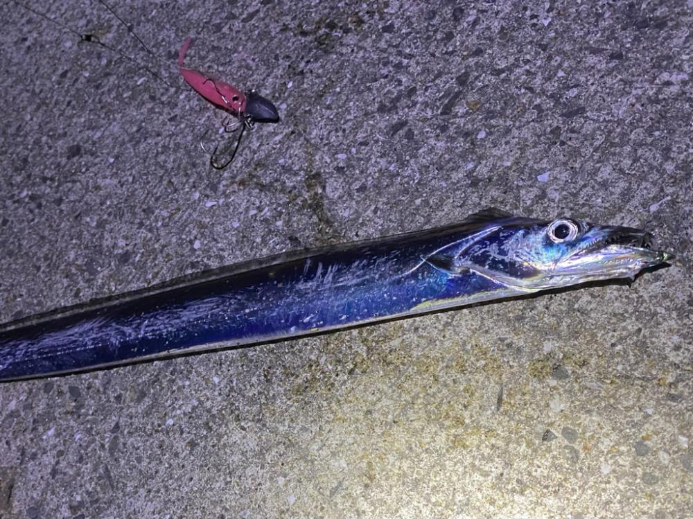 今年初タチウオ