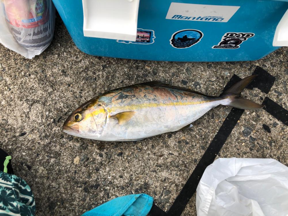 夏の終わりのシオは元気です!