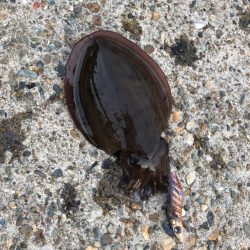 夕まずめチャレンジ