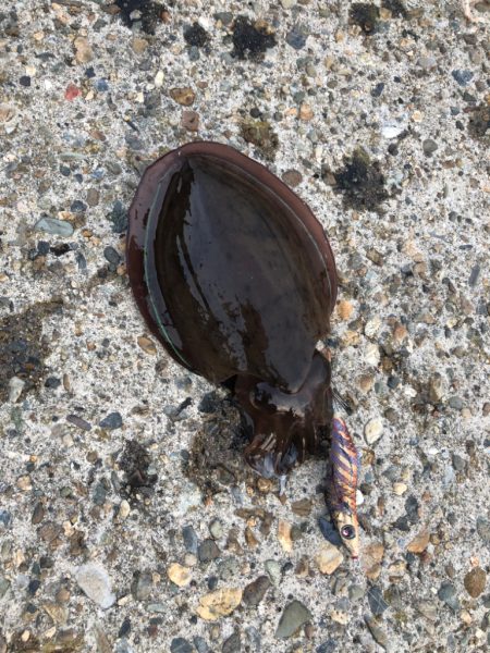 夕まずめチャレンジ