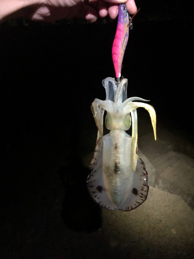 【越前】アオリイカ探し①