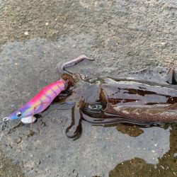 毎日通えば報われる日も…あった!!初物にし…