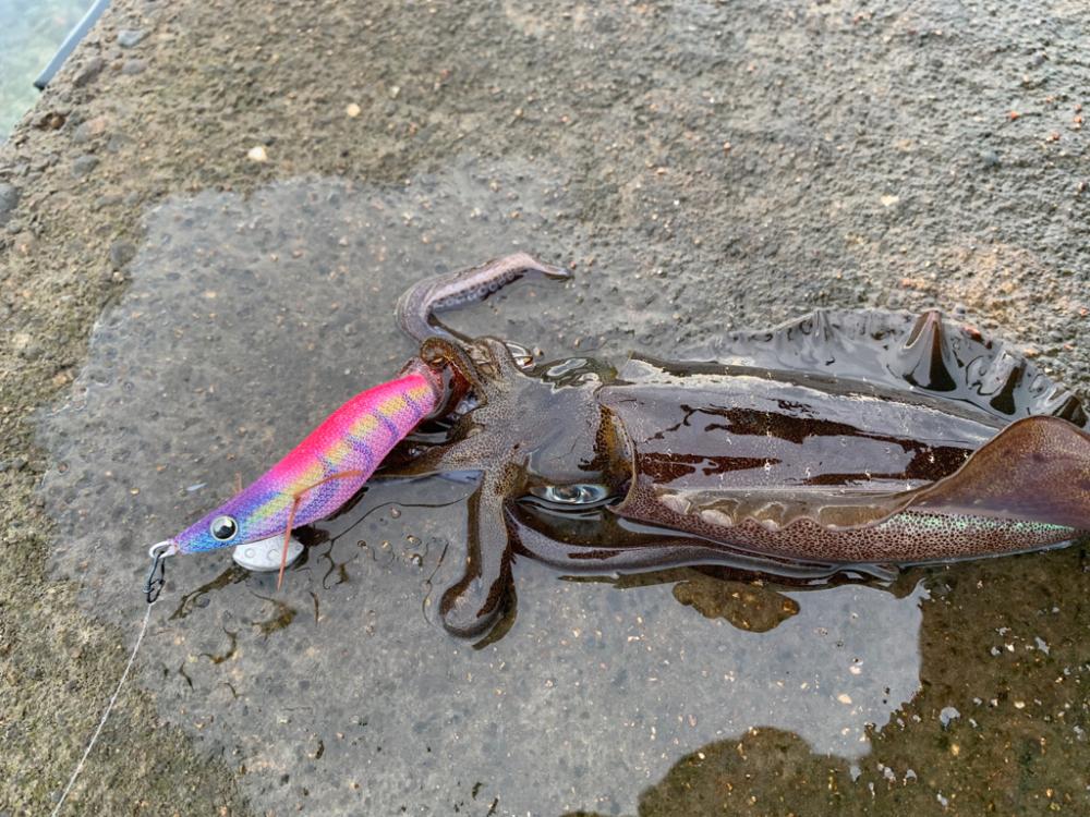 毎日通えば報われる日も…あった！！初物にしてはいいサイズすぎるアオリイカ