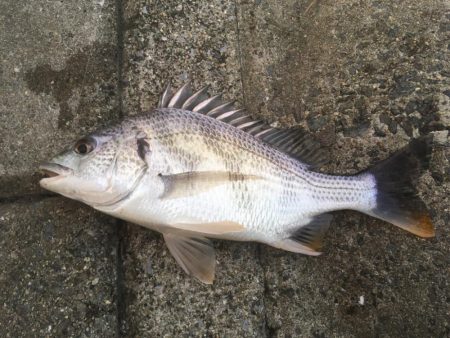 秋口、淀川河口にて