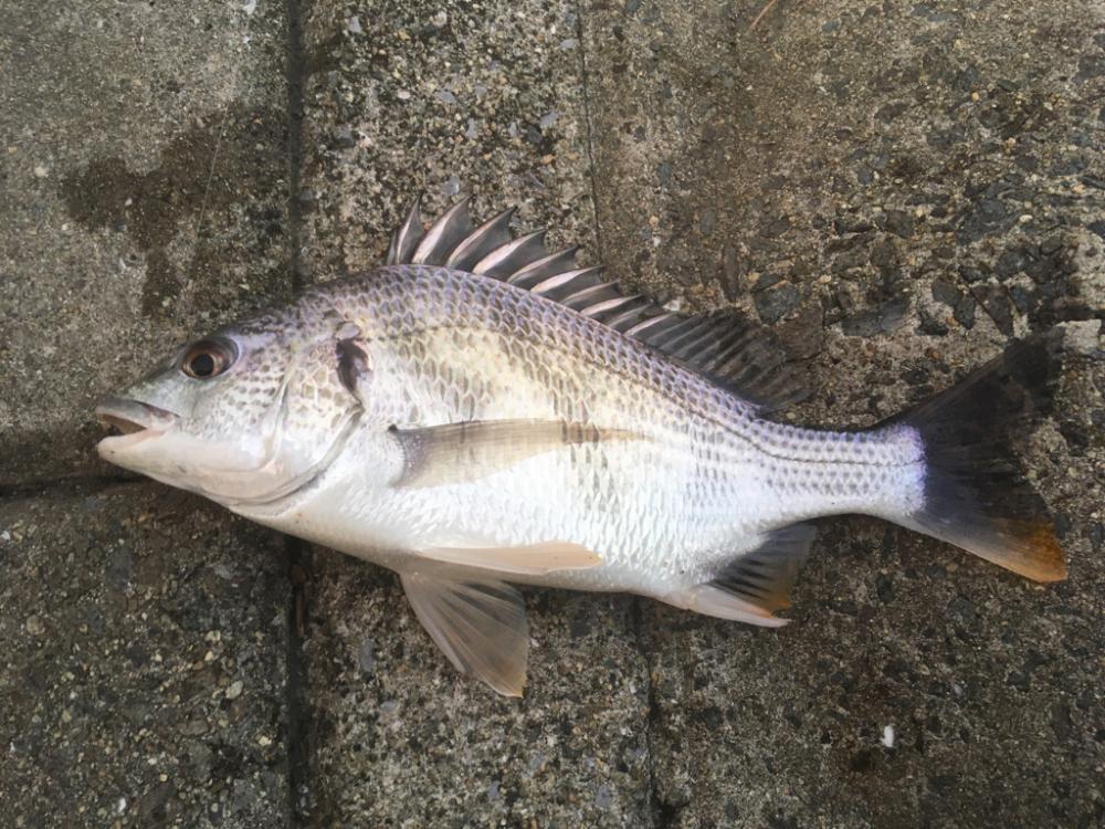 秋口、淀川河口にて