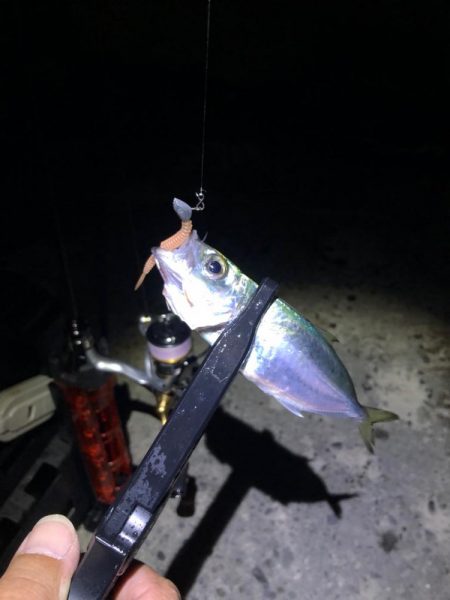 渋くて、マルアジ混じり