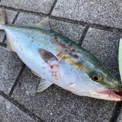 ツバス大なギリハマチ1本。。