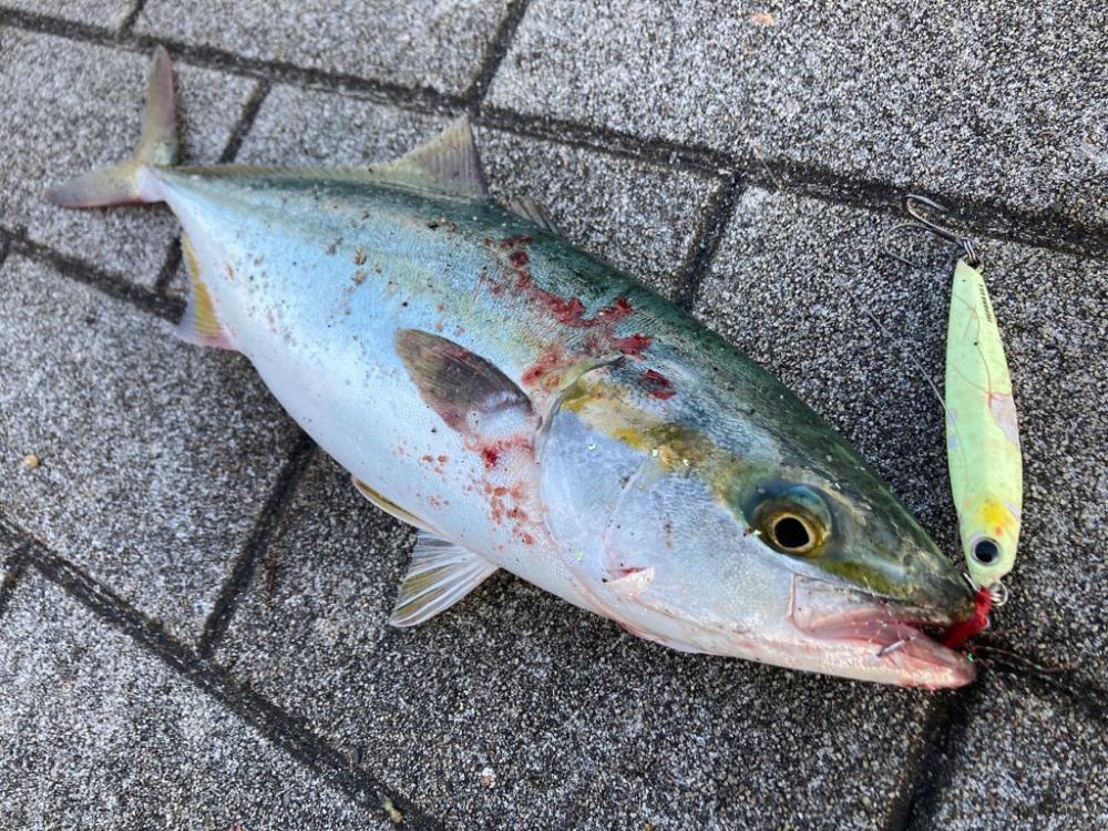 ツバス大なギリハマチ1本。。