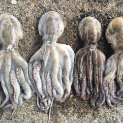 [タコフィネス] 秋タコ4杯で2.3キロ