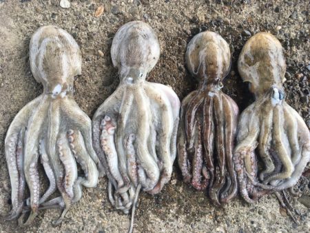 [タコフィネス] 秋タコ4杯で2.3キロ