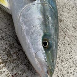 ショアジギング