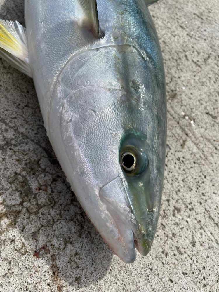 ショアジギング