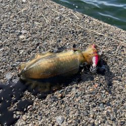 短時間エギング