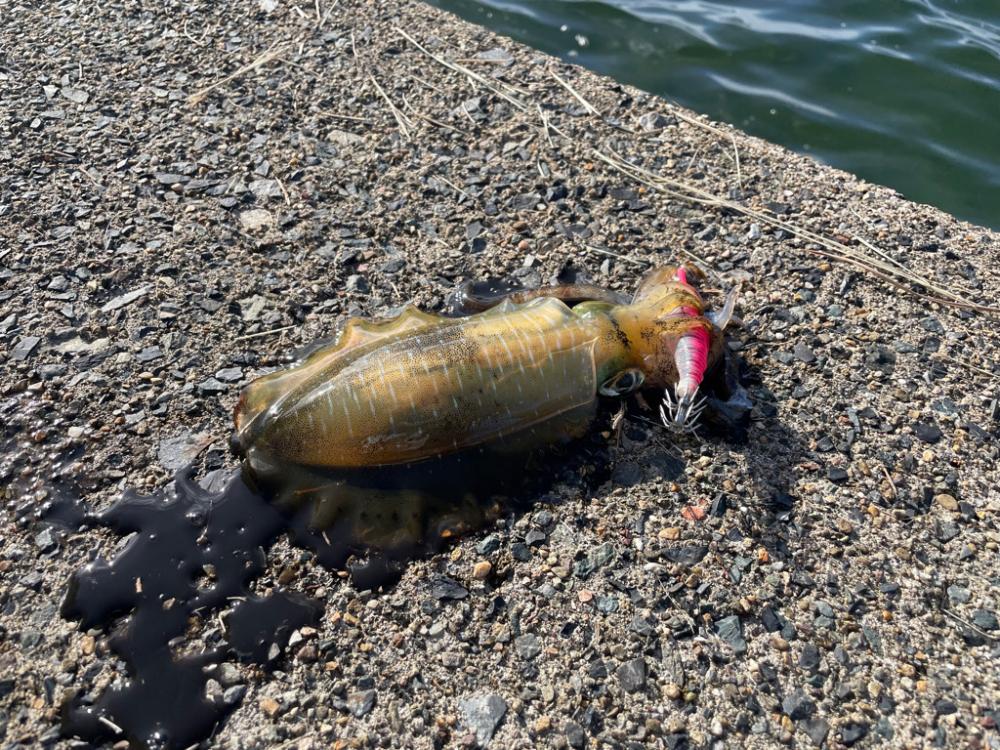 短時間エギング