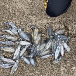 秋イカ 最高記録!