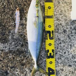 今シーズン開幕