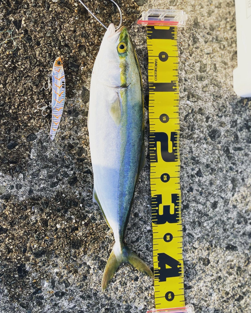 今シーズン開幕