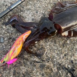 ナイトエギング修行のつもりが釣れすぎた件