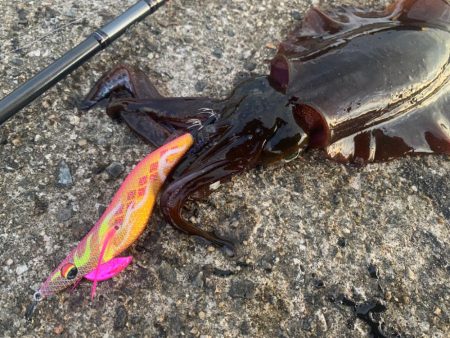 ナイトエギング修行のつもりが釣れすぎた件