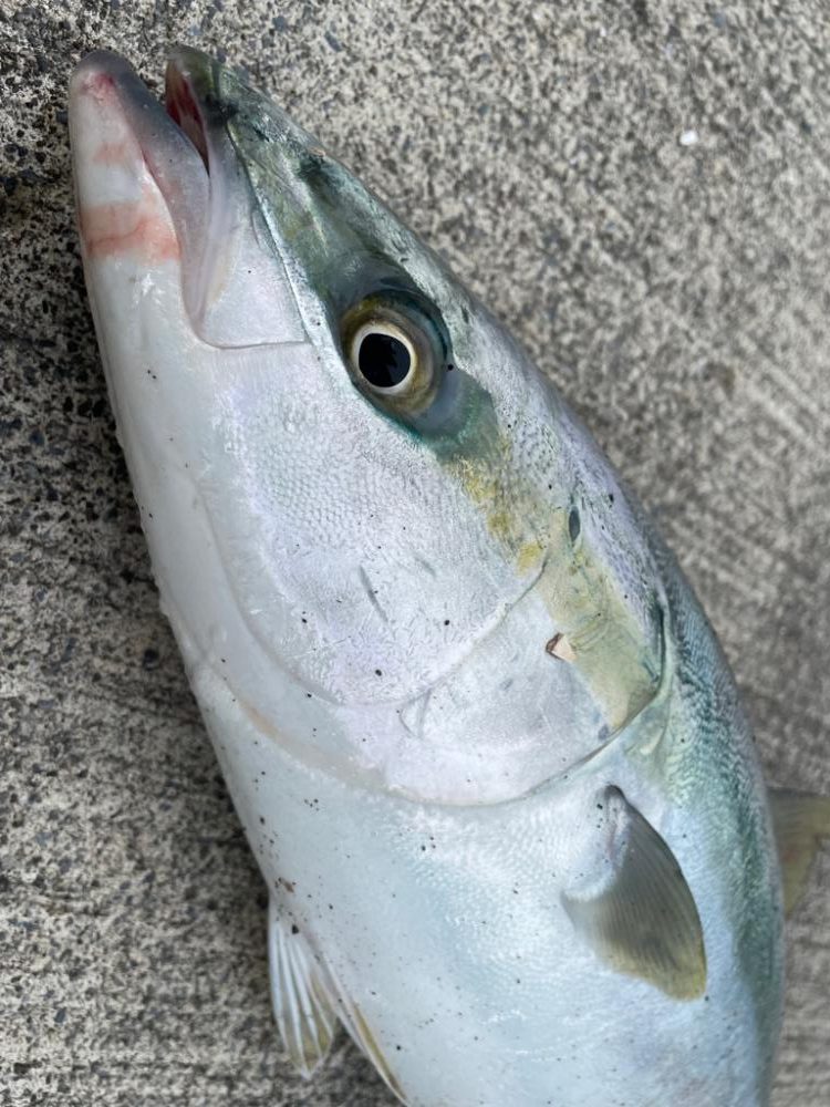 ショアジギング