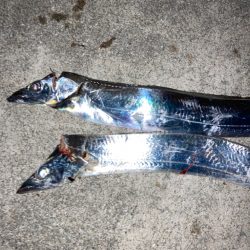 ⭐︎今シーズン初太刀魚