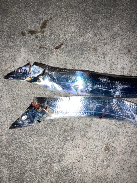 ⭐︎今シーズン初太刀魚