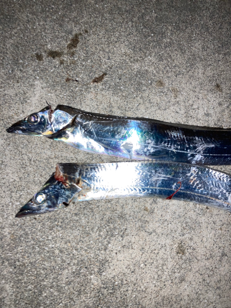 ⭐︎今シーズン初太刀魚