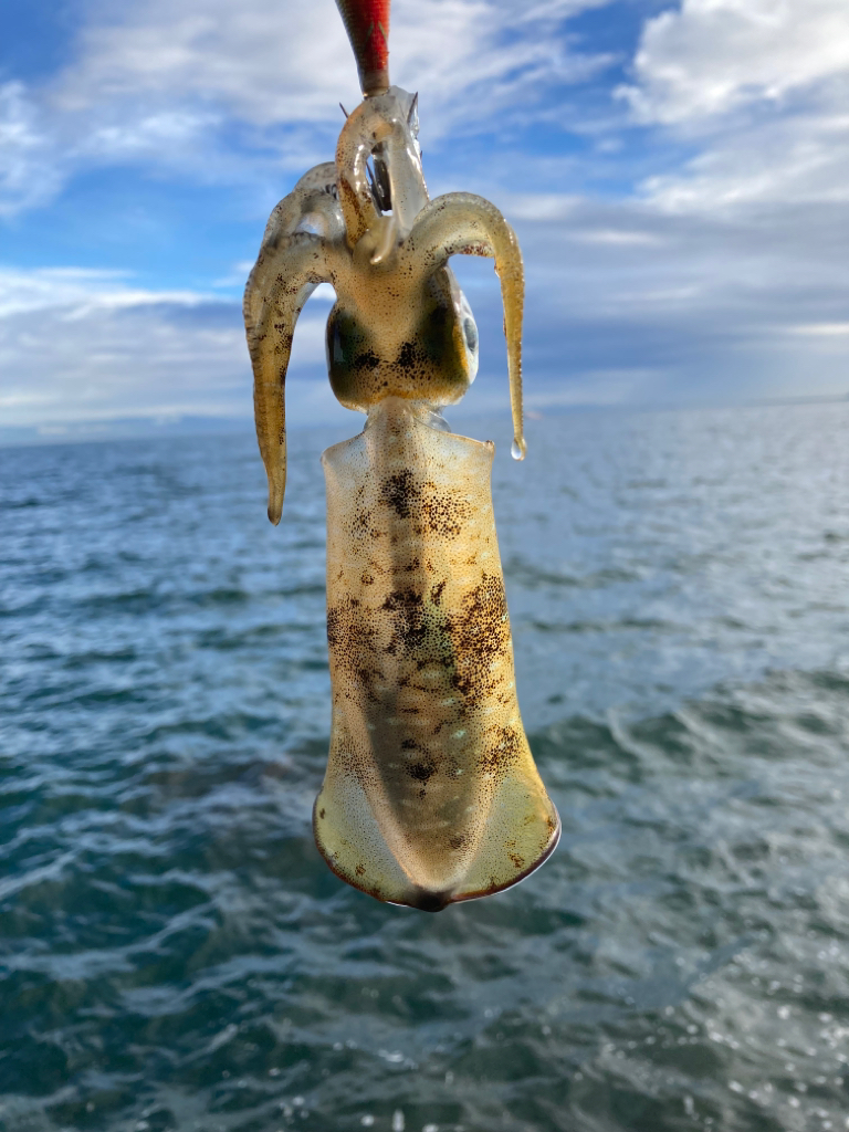 アオリのちタチ