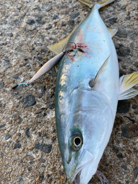 サワラバラシ後ハマチ