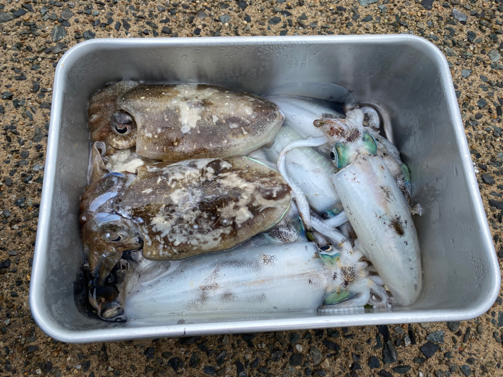 雨は昼からじゃなかった？