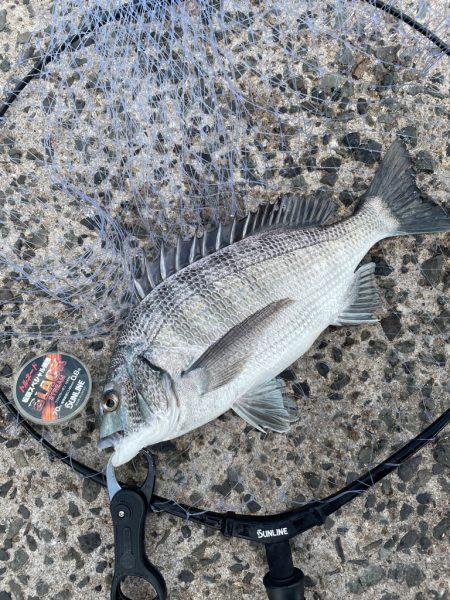 細ハリスのチヌ釣り❗…