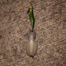 秋イカ初の紋甲登場！