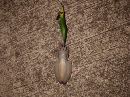 秋イカ初の紋甲登場！