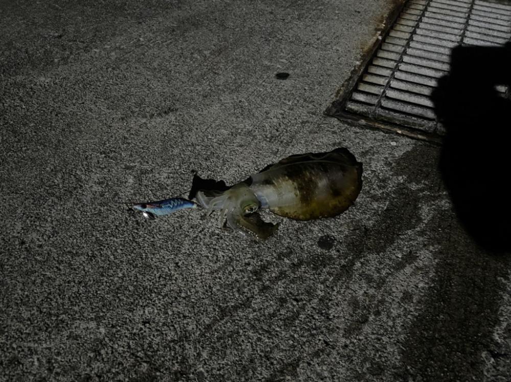 初めて投稿します。