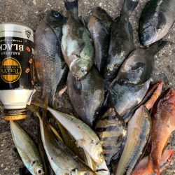 越前海岸 地磯フカセ釣り