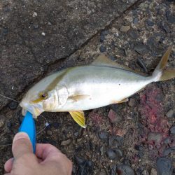 のませ釣りにて