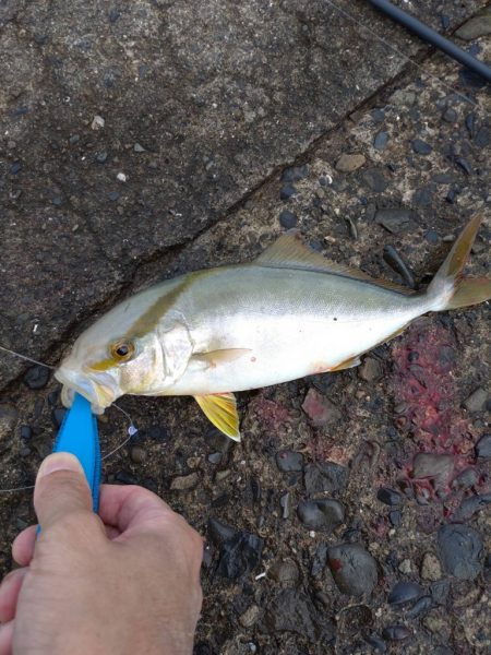 のませ釣りにて