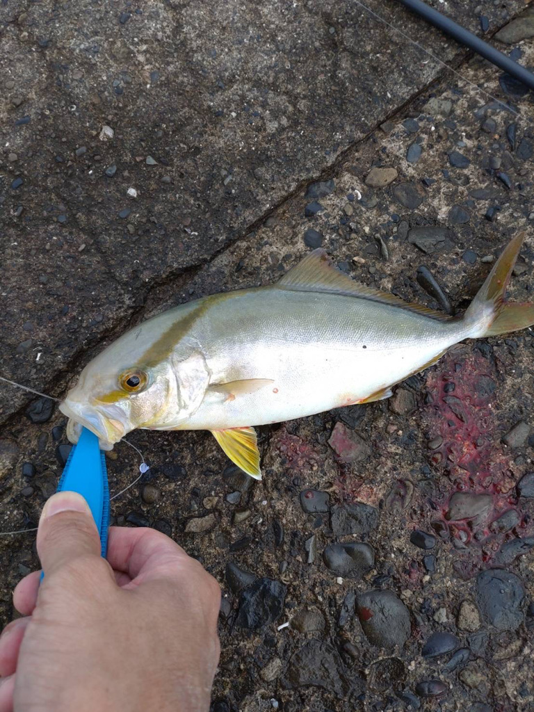 のませ釣りにて