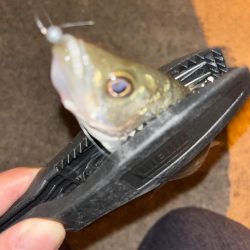 スッキリアジング