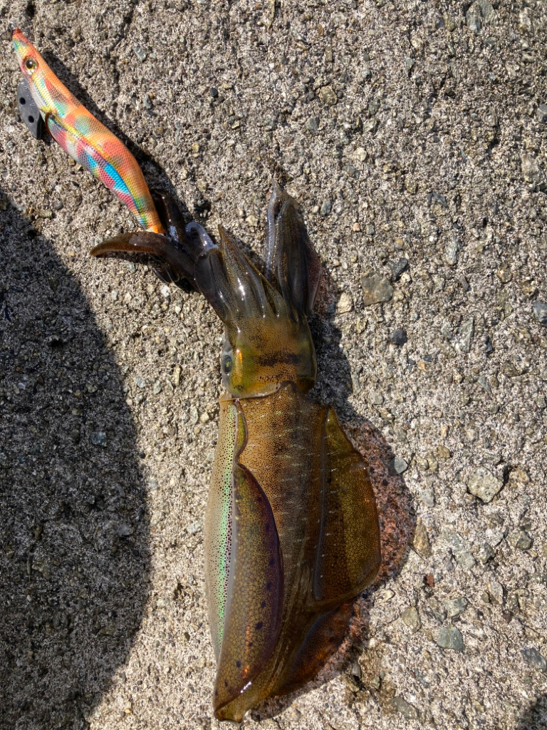 なんとかゲット