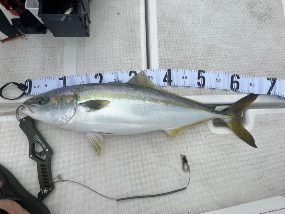 東京湾オフショア