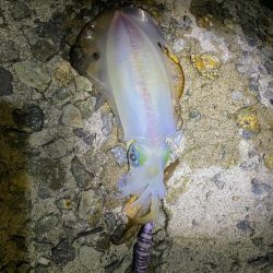 念願のアオリイカ