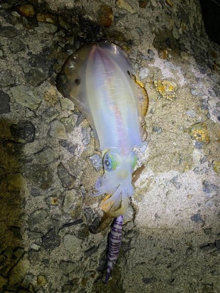 念願のアオリイカ