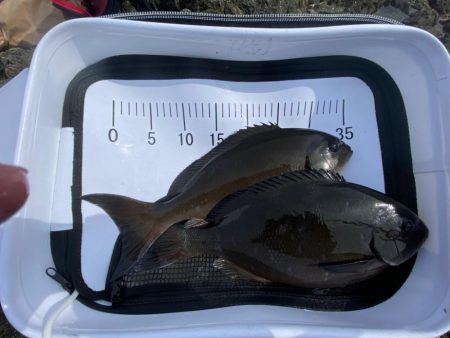 餌取りを交わすのに一苦労！なんとか良型グレ…