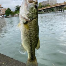 フリーリグでキタ!