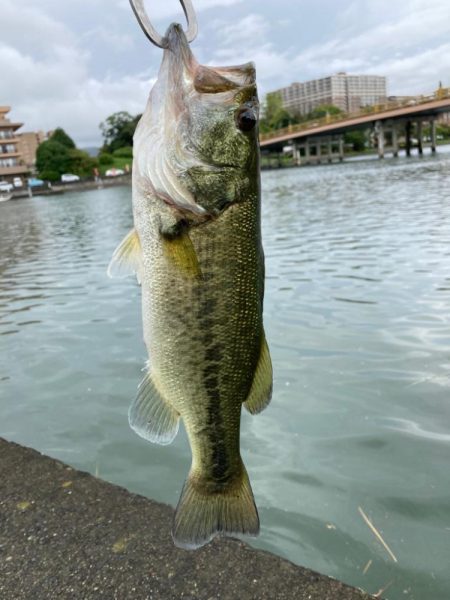 フリーリグでキタ！