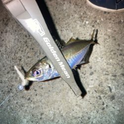 チタンティップで豆アジ