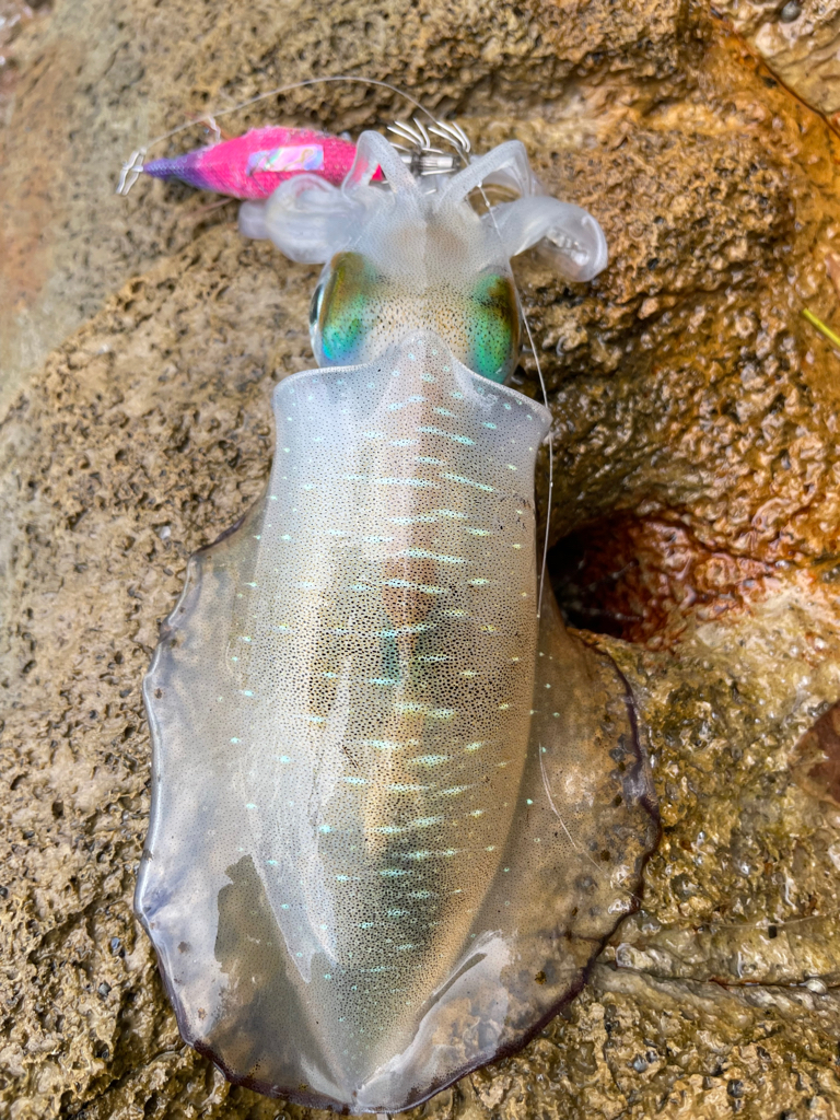 台風前エギング2