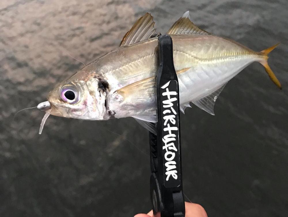 久しぶりのアジング釣行